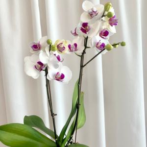 호접란 K9 단품 / 팔레놉시스 호접난 서양난 키우기 실내화분 개업축하화분 꽃선물