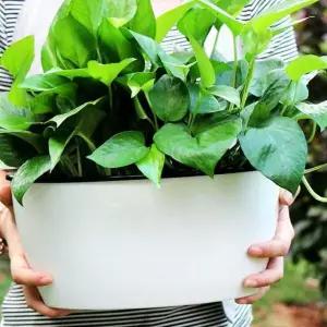 자동급수 화분 뿌리흡수 식물 실내 원예