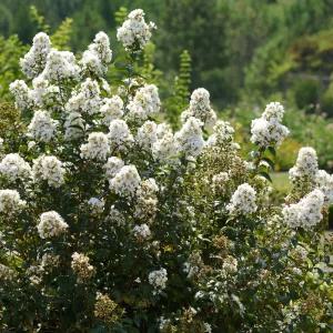 설귀비 배롱나무 왜성 백일홍 묘목 2년생 세종식물원