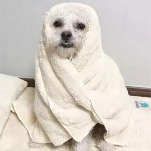 [반려] 펫타올 초코펫하우스 중형 베이지 몬스터