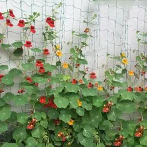 [에이치플러스몰]오이지주대 원예용 식물지지대 과수받침망 과수넝쿨그물