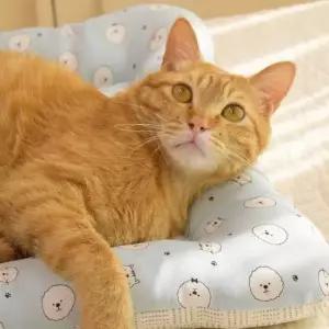 [반려] 마벨러스홈데코 인견 강아지 쿨 방석 펫방석 소형