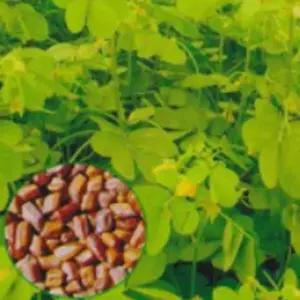 차류 결명자 콩과 약용 약초 종자 품종 식물 씨 씨앗 600g