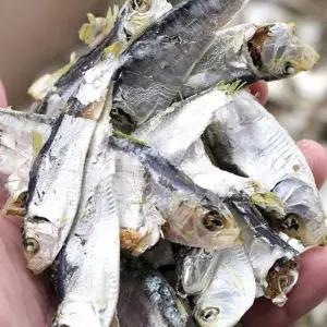 [셀러허브]VB 국산 디포리 국물용 육수용 밴댕이 1.5kg 1박스 (S20246084)