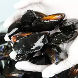 산지직송 다듬이 홍합 4kg내외