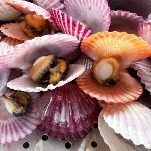 산지직송 활 홍가리비 5kg내외(100미내외)