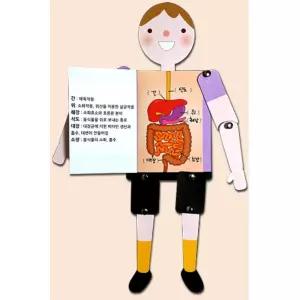 5인 우리몸인형만들기 움직이는 종이 신체장기 조립키트 특별한 장식 색감발달