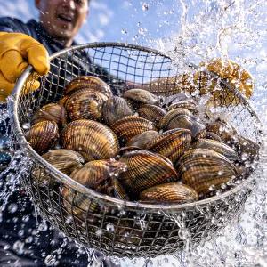 프리미엄 여수 새조개 500g 횟감 샤브샤브 손질 검정 새조개