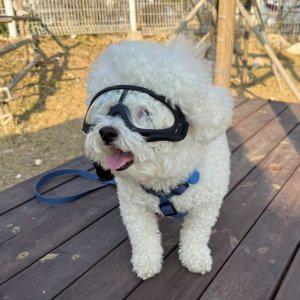 투명 선글라스 고글 강아지