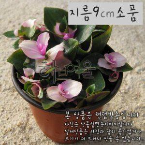 카멜레온달개비(관엽 실내공기정화) 지름 9cm 소품화분 (좋은흙만 사용한 건강한식물)