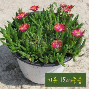 미니송엽국 빨강(노지월동) 15cm 중품화분 (좋은흙만 사용한 건강한식물)
