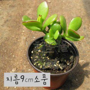 (다육) 염좌 (염자) 지름 9cm 소품화분 (좋은흙만 사용한 건강한식물)