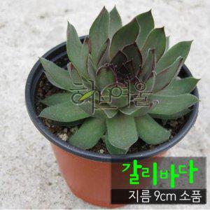 갈리바다 (바위솔 노지월동) 지름 9cm 소품 다육화분 (좋은흙만 사용한 건강한식물)