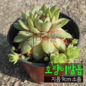 호랑이발톱바위솔 (노지월동) 지름 9cm 소품화분 다육