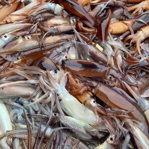 자연산 급냉 활오징어 5미 750g 내외