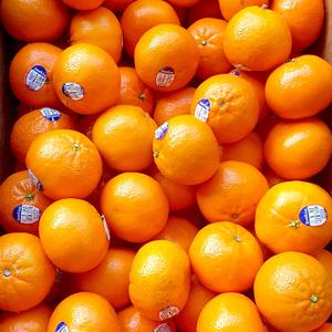 새콤달콤 고당도 미국산 수입감귤 만다린 1kg/3kg