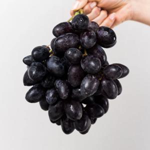 고당도 씨없는 블랙 스윗페이버 포도