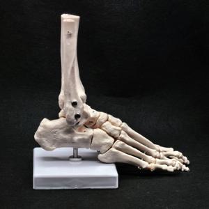 발과 발목 관절 기능 해부학적 골격 모형 의료 전시 교육 학교 실물 크기 PVC
