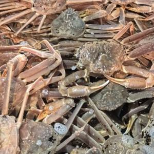 자숙 마가단 대게 3kg