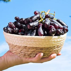 씨 없는 고당도 블랙사파이어 포도