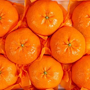 [한정특가] 제주 만감류 달콤한 레드향 2.5kg