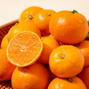 [더조은] 제주직송 서귀포 타이벡 감귤 (혼합과) 10kg