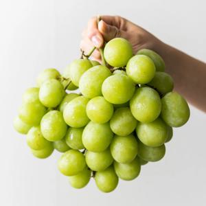 프리미엄 오톰크리스피 애플청포도 아삭하게 즐기는 달콤한 맛