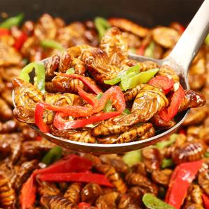 프리미엄 황번데기 4kg 무첨가 고단백 영양식품