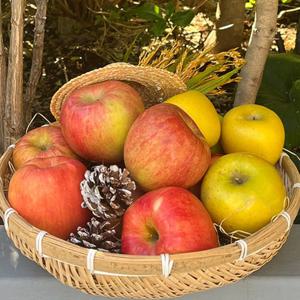 홍로 사과 가정용 못난이 (소과) 2kg (13-15과)