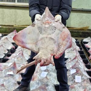 국내산 목포 흑산도 홍어 500g 1kg