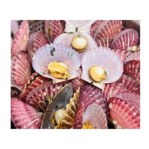 [푸디앤]햇 대왕 홍가리비 2kg /1kg당 17미내외