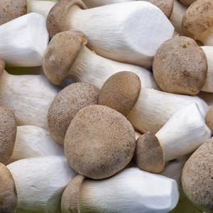 늘바른 국내산 친환경 무농약 새송이버섯2kg