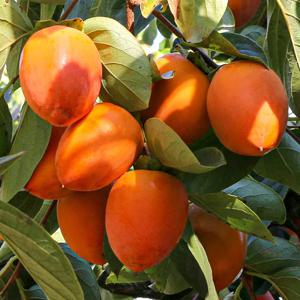 국내산 햇대봉감 3kg 무선별랜덤과