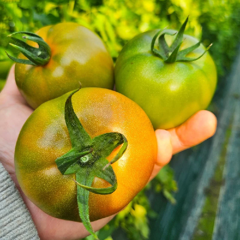 부산 대저토마토 2.5kg(일반/특품) L~2S사이즈/단맛!신맛!짠맛! 부산명물(S-2S사이즈 짭짤이토마토)