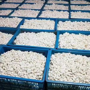 공예 및 예술을위한 자연 건조 기본 색상 누에 누에 격자 나방을위한 DIY 자연 색상 실크 스레드 누에 격자 미끼