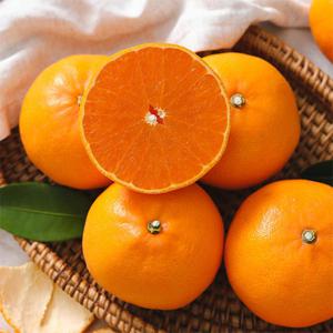 [G] 제주 고당도 천혜향 4.5kg 중소과(30과내외)