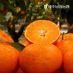 제주남원 레드향 2kg 중대과 가정용