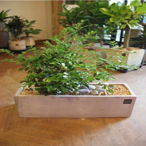 [브라더가든/전국배송가능]좋은향과 예쁜꽃 오렌지 자스민A