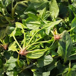 제철맞은 남해 보물초 시금치 1kg~4kg