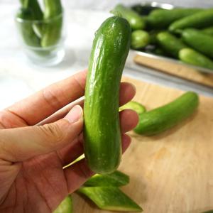 [100% 국내산] 한손에 쏙 아삭 수분가득 스낵오이 미니오이 1kg