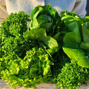 [GAP 인증] 유럽종 샐러드 채소(4종혼합) 대용량 1KG