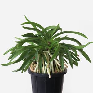 마이플랜트 풍란 소형 동양난 화초 난초 키우기 관엽식물 플랜테리어