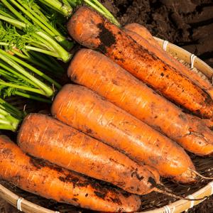 제주 구좌 햇당근 흙당근 1kg 2kg 주스용 쥬스용