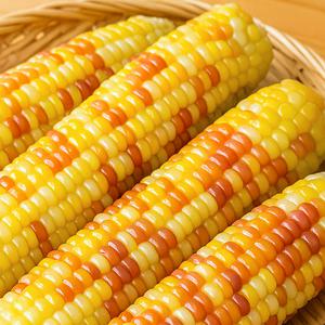 쪄서가는 쫀득 홍찰옥수수 10개