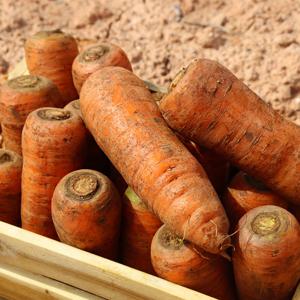 [무료배송]국내산 100% 제철 흙당근 햇당근 생당근 쥬스용