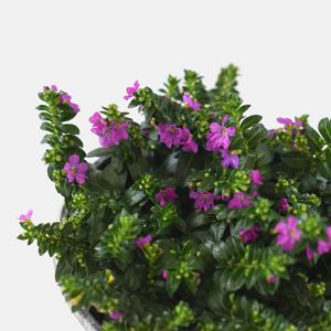 마이플랜트 후페야 소형 꽃모종 야생화 사계절 꽃피는 식물 다년초 실내화초