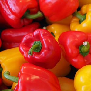 국내산 못난이 파프리카빨/노 혼합 1kg 2kg