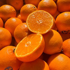 [자연의정] 미국산 초고당도 만다린 감귤 특품