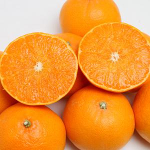 [산지직송] 제주 부성훈님의 새콤달콤 천혜향 3kg 外