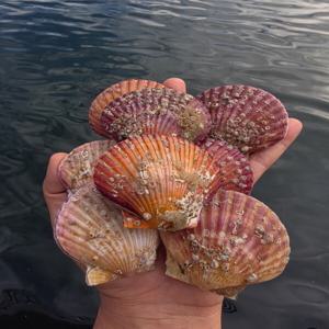 산지직송 통영 제철 홍가리비 3kg (1kg당 20미내외) 당일조업 조개구이 술찜 캠핑 마지막할인 한정특가